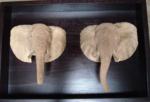 Relief Elephant Head Double (1) 